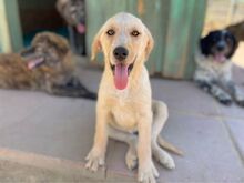 FANTA, Hund, Mischlingshund in Bellheim