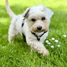 AFRICA, Hund, Malteser in Rellingen
