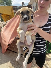 RON, Hund, Mischlingshund in Kerpen