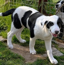 SAKURA, Hund, Mischlingshund in Griechenland