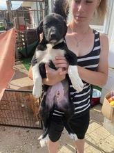 HARRY, Hund, Mischlingshund in Kerpen