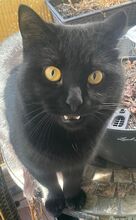 BERRY, Katze, BKH Mix in Hamburg