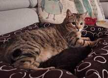 RIKKI, Katze, Hauskatze in Taufkirchen