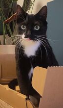 CHICKI, Katze, Europäisch Kurzhaar in Hamburg