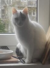 LEYLA, Katze, Europäisch Kurzhaar in Hamburg