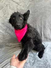 JUPPY, Hund, Pumi-Mix in Durbach