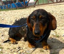 DOBY, Hund, Dackel in Schwarmstedt
