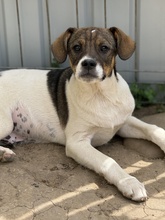 FLUFFY, Hund, Mischlingshund in Rumänien