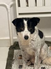 MIKIBOO, Hund, Mischlingshund in Rumänien