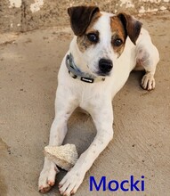 MOCKI, Hund, Mischlingshund in Hettenrodt