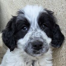 WINIFRED, Hund, Mischlingshund in Lautrach