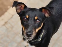 BRUCE2, Hund, Mischlingshund in Spanien