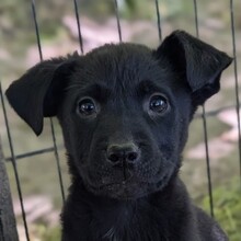VEA, Hund, Mischlingshund in Griechenland