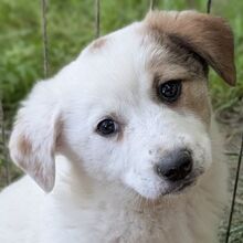 SILVER, Hund, Mischlingshund in Griechenland
