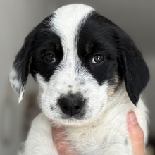 SARAH, Hund, Mischlingshund in Griechenland