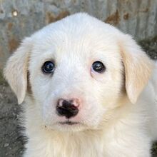 GERTRUD, Hund, Mischlingshund in Griechenland