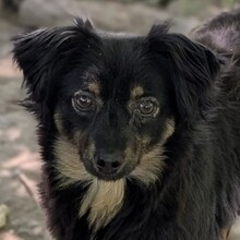 DAMA, Hund, Mischlingshund in Deutschland