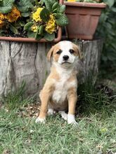 OLIVI, Hund, Mischlingshund in Ungarn