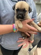 OLGA, Hund, Mischlingshund in Ungarn