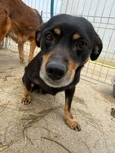 MIMI, Hund, Mischlingshund in Ungarn
