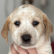 MIRANA, Hund, Mischlingshund in Griechenland