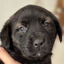 IRACEBETH, Hund, Mischlingshund in Griechenland