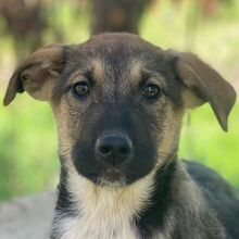 GOUDY, Hund, Mischlingshund in Griechenland