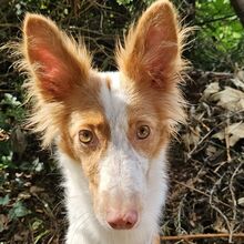 LINDA, Hund, Podenco Xarnego in Sankt Peter-Ording
