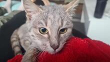 EDEN, Katze, Europäisch Kurzhaar-Mix in Gelsenkirchen
