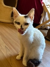 LOTTI, Katze, Europäisch Kurzhaar in Fürth