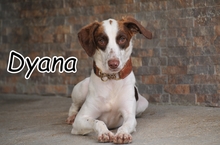 DYANA, Hund, Mischlingshund in Spanien