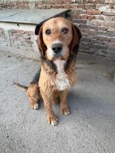 SIRHENRY, Hund, Mischlingshund in Bulgarien