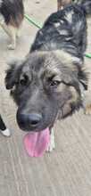 FEE, Hund, Mischlingshund in Bulgarien