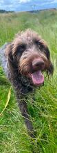 QUERIDA, Hund, Deutsch Drahthaar in Düsseldorf