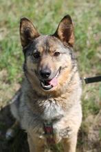SUNNY, Hund, Mischlingshund in Polen