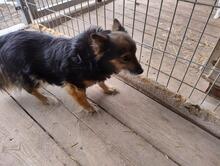 PIMPEK, Hund, Mischlingshund in Groß-Umstadt