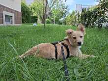 HANNI, Hund, Mischlingshund in Dresden