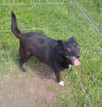 LINETTA, Hund, Mischlingshund in Nürnberg