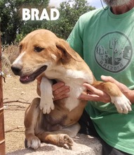 BRAD, Hund, Mischlingshund in Griechenland