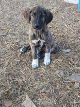 LEMMY, Hund, Mischlingshund in Griechenland