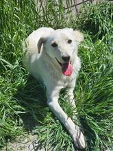 HATIKO, Hund, Mischlingshund in Pottenstein