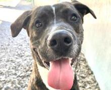 FLOKY, Hund, Mischlingshund in Spanien