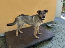 ARES, Hund, Mischlingshund in Großröhrsdorf