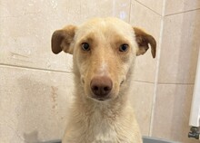ELEAH, Hund, Mischlingshund in Rumänien