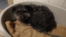 MIA, Hund, Mischlingshund in Großröhrsdorf