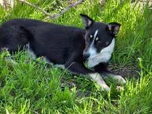 LIANA, Hund, Mischlingshund in Bulgarien