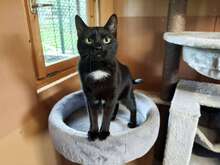 MORGANA, Katze, Hauskatze in Großröhrsdorf