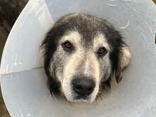 FENNO, Hund, Mischlingshund in Rumänien