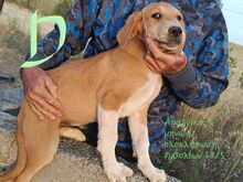 GERALD, Hund, Mischlingshund in Griechenland