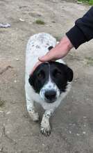 RUFUS, Hund, Mischlingshund in Bulgarien